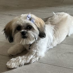 My dog My dog