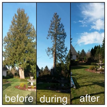 Wever's Tree Service - Tree Services Near Me - Boring, Oregon Wever's Tree Service - Tree Services Near Me - Boring, Oregon