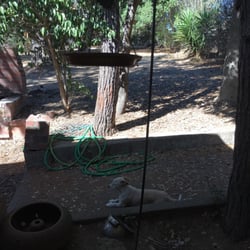 Napa Valley Poop Patrol - Honey Moon enjoying a clean and healthy yard