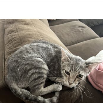 Fullerton Hills Pet Clinic - Veterinarians Near Me - Fullerton, California Fullerton Hills Pet Clinic - Veterinarians Near Me - Fullerton, California