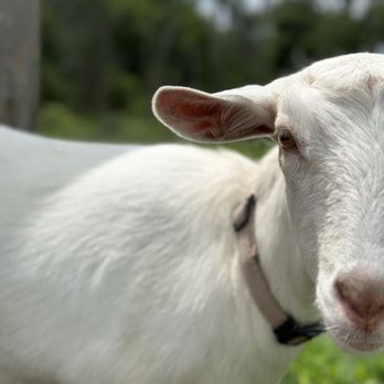 Readington Brewery - a close up of a goat's face - Breweries Near Me - Neshanic Station, New Jersey