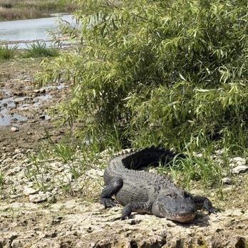 Wild Lime Adventures - Large alligator on the bank of the canal - Tours Near Me