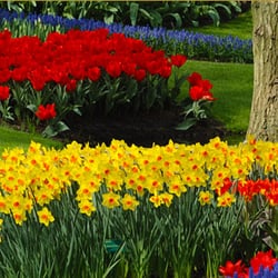 PlanurEscape-Cruise Planners Travel - Tulip Time in the Netherlands