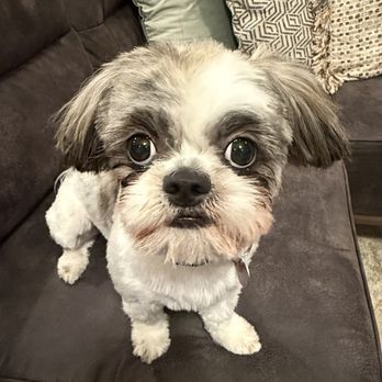 Wags Temple - Pet Groomers Near Me