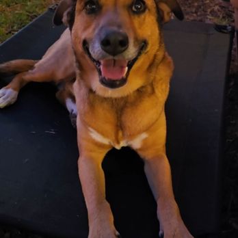 Follow the Leader K9 - Pet Training Near Me