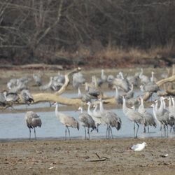 Whitewater State Park - thousands of sandhill cranes