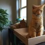 Photo of Furring & Purr Associates