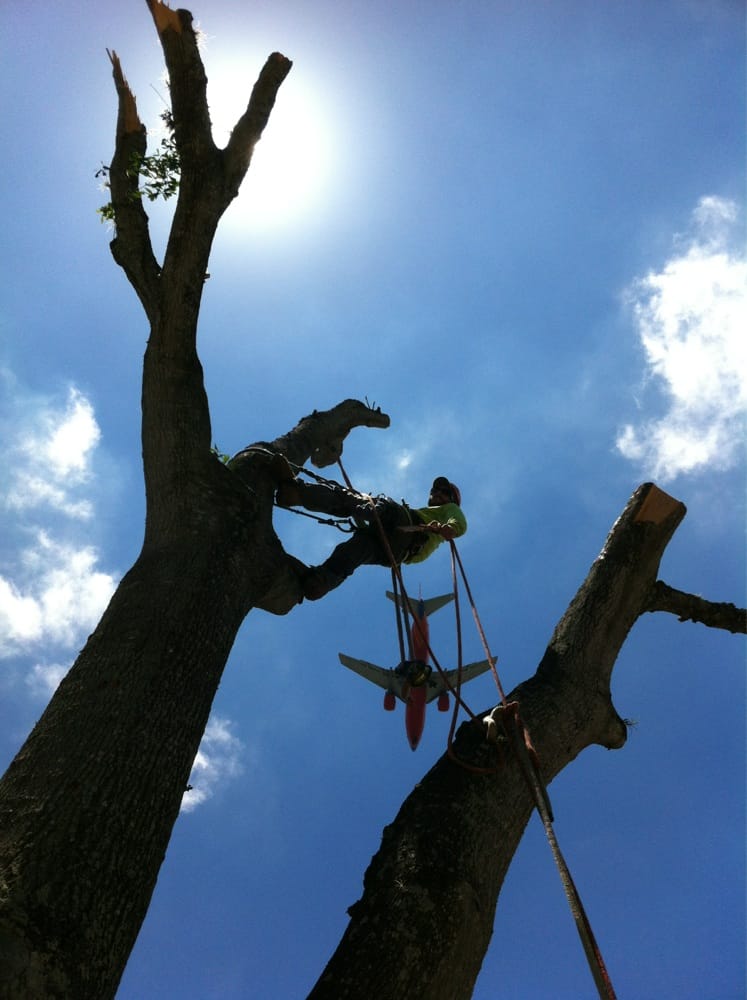 Arbor Source Professional Tree Care - tree service in Saint Petersburg, FL