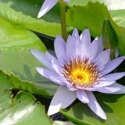William Tricker Inc Water Gardens - Lavender water lily.