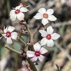 UCR Botanic Gardens - Taken 3/10/2025