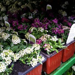 Peter Knippel Nursery
