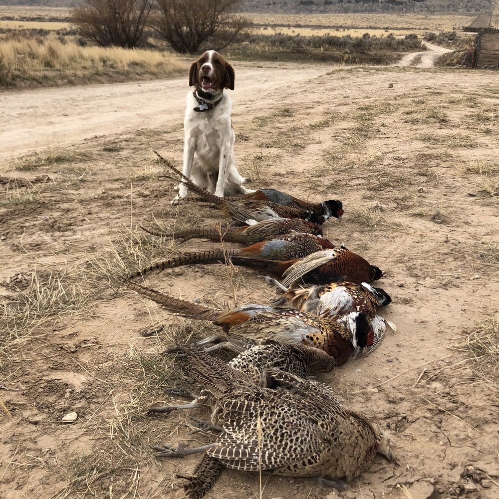 Wasatch Wing and Clay - Dog and hunt. - Wildlife Hunting Ranges Near Me - Cedar Fort, Utah