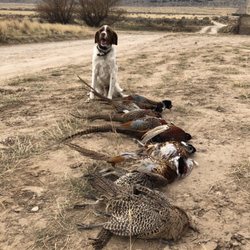 Wasatch Wing and Clay - Dog and hunt.