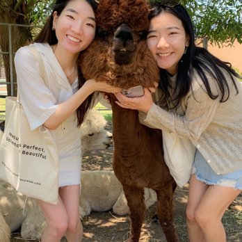 Canzelle Alpacas - Farms Near Me - Carpinteria, California Canzelle Alpacas - Farms Near Me - Carpinteria, California