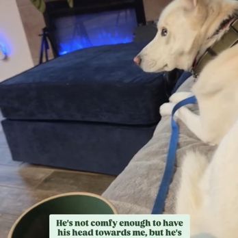 Beyond Behavior K9 Training - Pet Training Near Me
