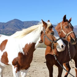 Filmore Equestrian Center - Horses getting ready for turn-out at Fillmore Equestrian Center with mountains in background.