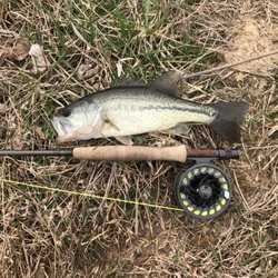 Kentucky Fly Fishing Guide Service - Good looking bass caught on a homemade zman squirmanator (Green pumpkin blue-flake). They absolutely can't stand it.