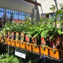 Annandale Garden Centre - Get your chile pepper growing on @ the Center.  Everything from cayenne to ghost pepper!