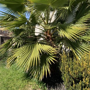Ortega's Jr Tree Service - Before and after photos of palm tree and pine tree I had removed - Tree Services Near Me - Riverside , California