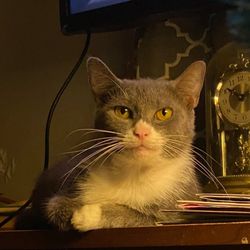 Carolina Veterinary Specialists Winston-Salem - Cat
