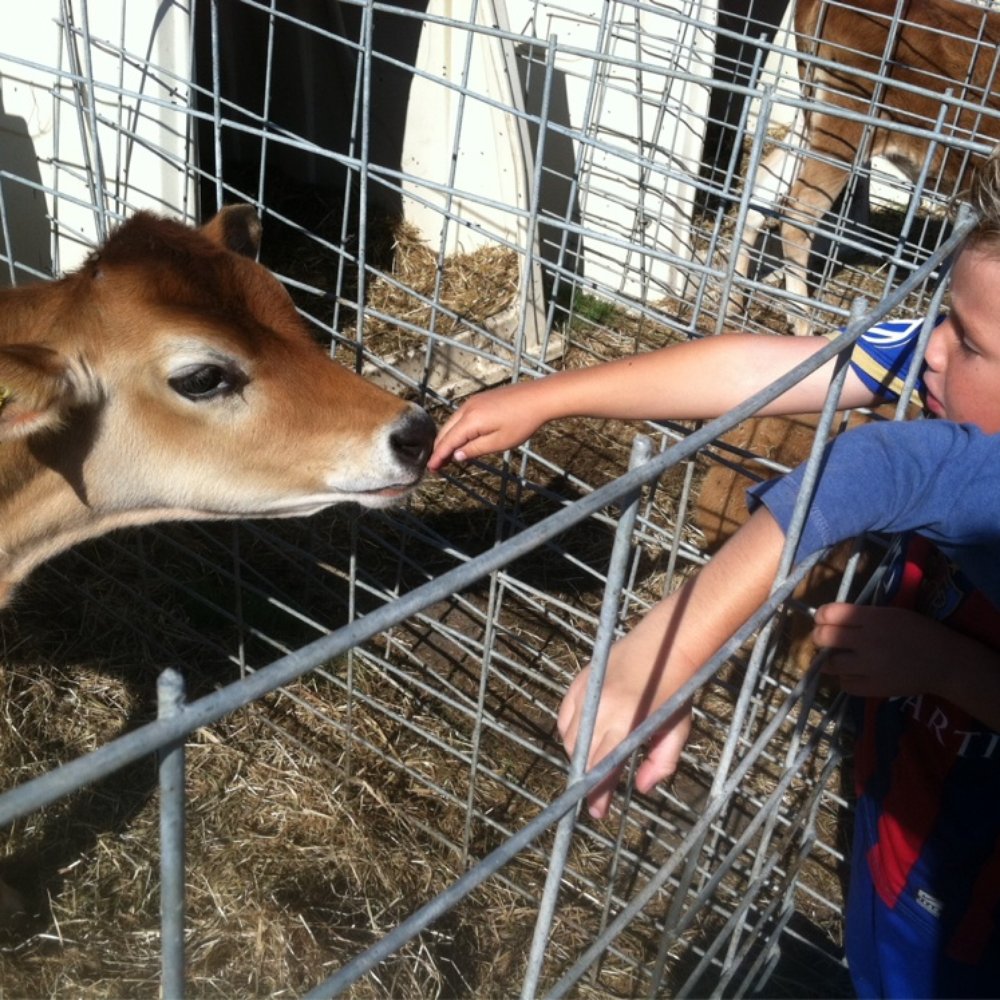 The Great Peter Pumpkin Patch - The calves are sweet - Pumpkin Patches Near Me - Petaluma, California The Great Peter Pumpkin Patch - The calves are sweet - Pumpkin Patches Near Me - Petaluma, California