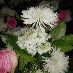 Edward J Dillon & Son Florists - Dead hydrangea. Bright hot pink roses that should have been pale baby pink.