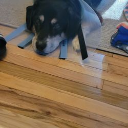 Veterinary Medical Centers - My dog after surgery with his ecollar