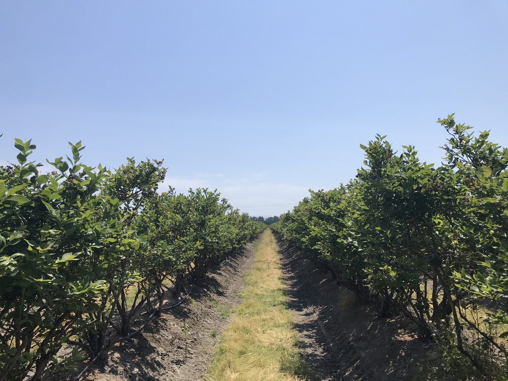 BIRAK BERRY FARM Updated July 2024 4200 No 6 Road, Richmond