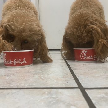 Chick-fil-A - Our puppies love their pup pup - Fast Food Near Me - Azusa, California Chick-fil-A - Our puppies love their pup pup - Fast Food Near Me - Azusa, California