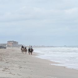 Amelia Island Horseback Riding