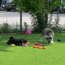 Kamp K-9 - Outdoor Playtime