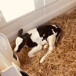 Friends of Fox Chase Farm - Fox Chase Farm