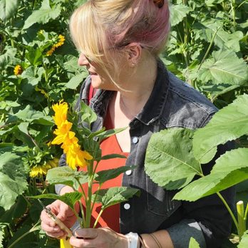 Bishop's Pumpkin Farm - Fresh sunflower picking - Christmas Trees Near Me - Wheatland, California Bishop's Pumpkin Farm - Fresh sunflower picking - Christmas Trees Near Me - Wheatland, California