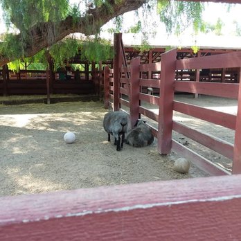 Rancho Los Alamitos - Goats - Landmarks & Historical Buildings Near Me - Long Beach, California