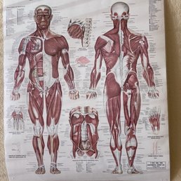 Poster of Muscular System Poster of Muscular System