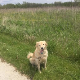 Enjoying a walk at the forest preserve!