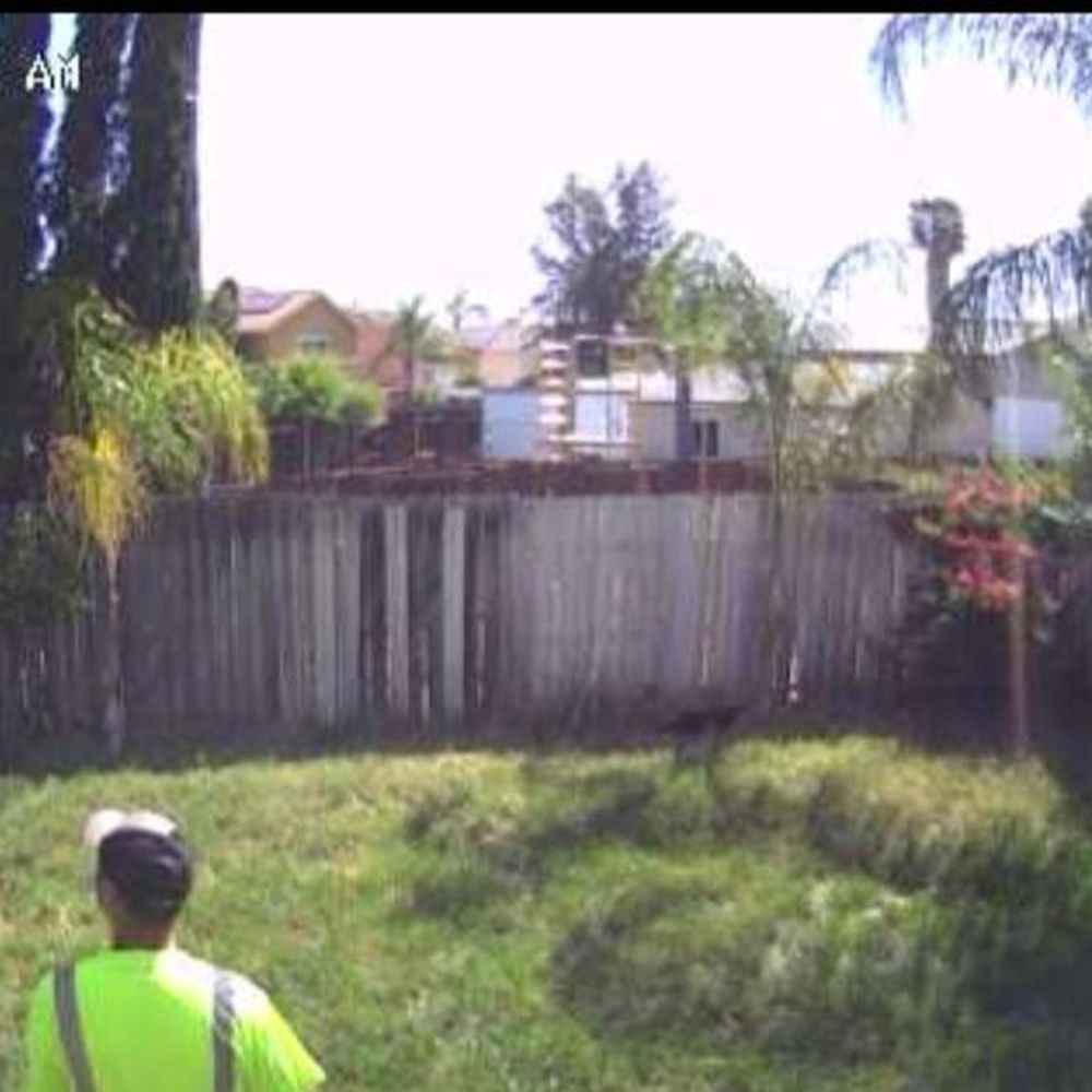 NGS Tree Services. - 2 queen palms before being trimmed. - Tree Services Near Me - Moreno valley, California NGS Tree Services. - 2 queen palms before being trimmed. - Tree Services Near Me - Moreno valley, California