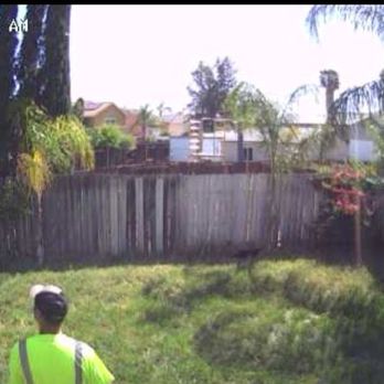 NGS Tree Services. - 2 queen palms before being trimmed. - Tree Services Near Me