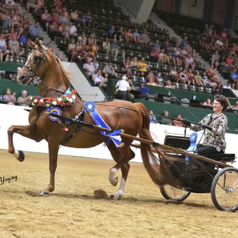 Manahan Stables LLC - Beautiful Driving Team. "Scooby & Sally once again are your Minnesota State Fair Grand Champions. Congratulations. - Horseback Riding Near Me - Saint Francis, Minnesota Manahan Stables LLC - Beautiful Driving Team. "Scooby & Sally once again are your Minnesota State Fair Grand Champions. Congratulations. - Horseback Riding Near Me - Saint Francis, Minnesota