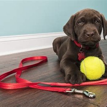 Fur Baby Bliss - Services to help the busy professionals - Pet Groomers Near Me - Saranac, Michigan Fur Baby Bliss - Services to help the busy professionals - Pet Groomers Near Me - Saranac, Michigan
