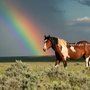 Photo of Rainbow Bridge Pet Crematory
