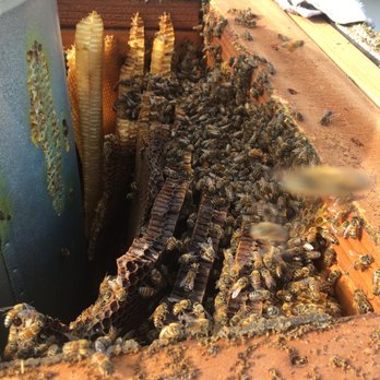 Safe & Alive Bee Hive Removal - Pest Control Near Me - San Diego, California Safe & Alive Bee Hive Removal - Pest Control Near Me - San Diego, California