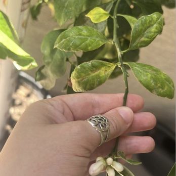 Moon Valley Nurseries - May 13 - Nurseries & Gardening Near Me - Surprise, Arizona