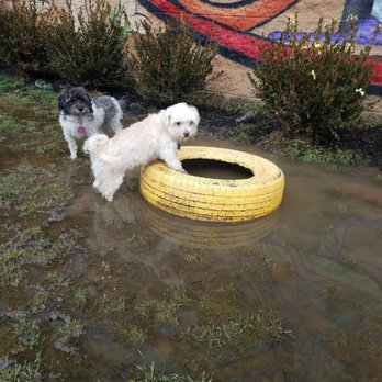 Fuzzz PlayGround - Pet Boarding Near Me - Grove City, Ohio