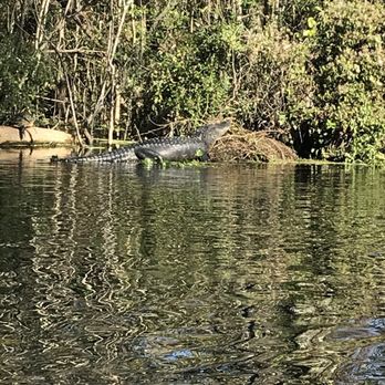 Discovery Kayak and Sup - Gator - Rafting/Kayaking Near Me - Silver Springs, FL, Florida