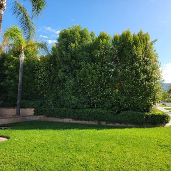 New Image Tree Care - Before shrubs were trimmed - Tree Services Near Me - Corona, California