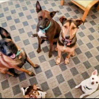 Barstow Humane Society - Animal Shelters Near Me - Barstow, California Barstow Humane Society - Animal Shelters Near Me - Barstow, California