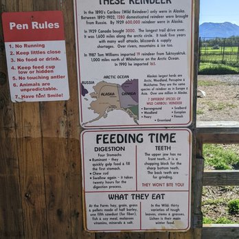 Reindeer Farm - Reindeer information - Zoos Near Me - Palmer, Alaska Reindeer Farm - Reindeer information - Zoos Near Me - Palmer, Alaska