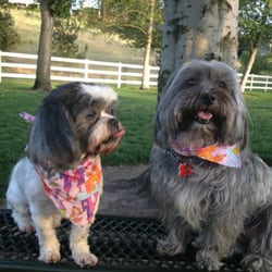 Lola & Lucy relaxing at the dog park