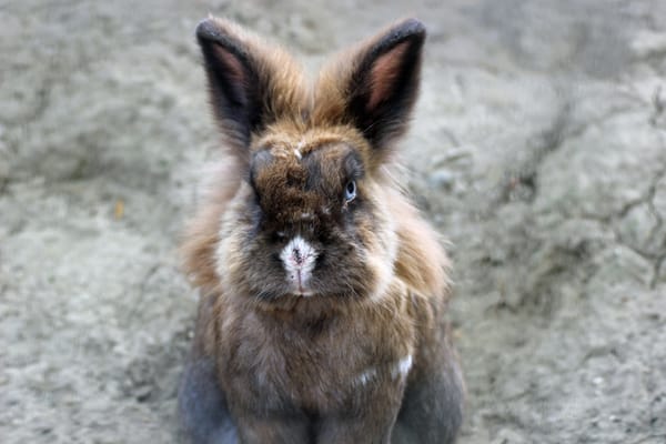 Kindred Spirits Care Farm 8335 Winnetka Ave Ste 136 Winnetka Ca Animal Shelters Mapquest